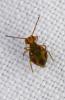 Dicyrtomina saundersi